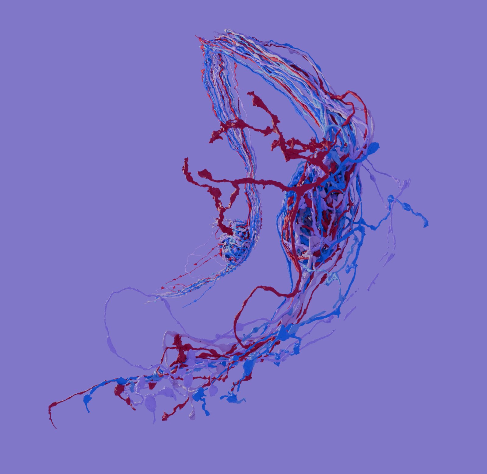 American Glomerulus — 3D neuron render