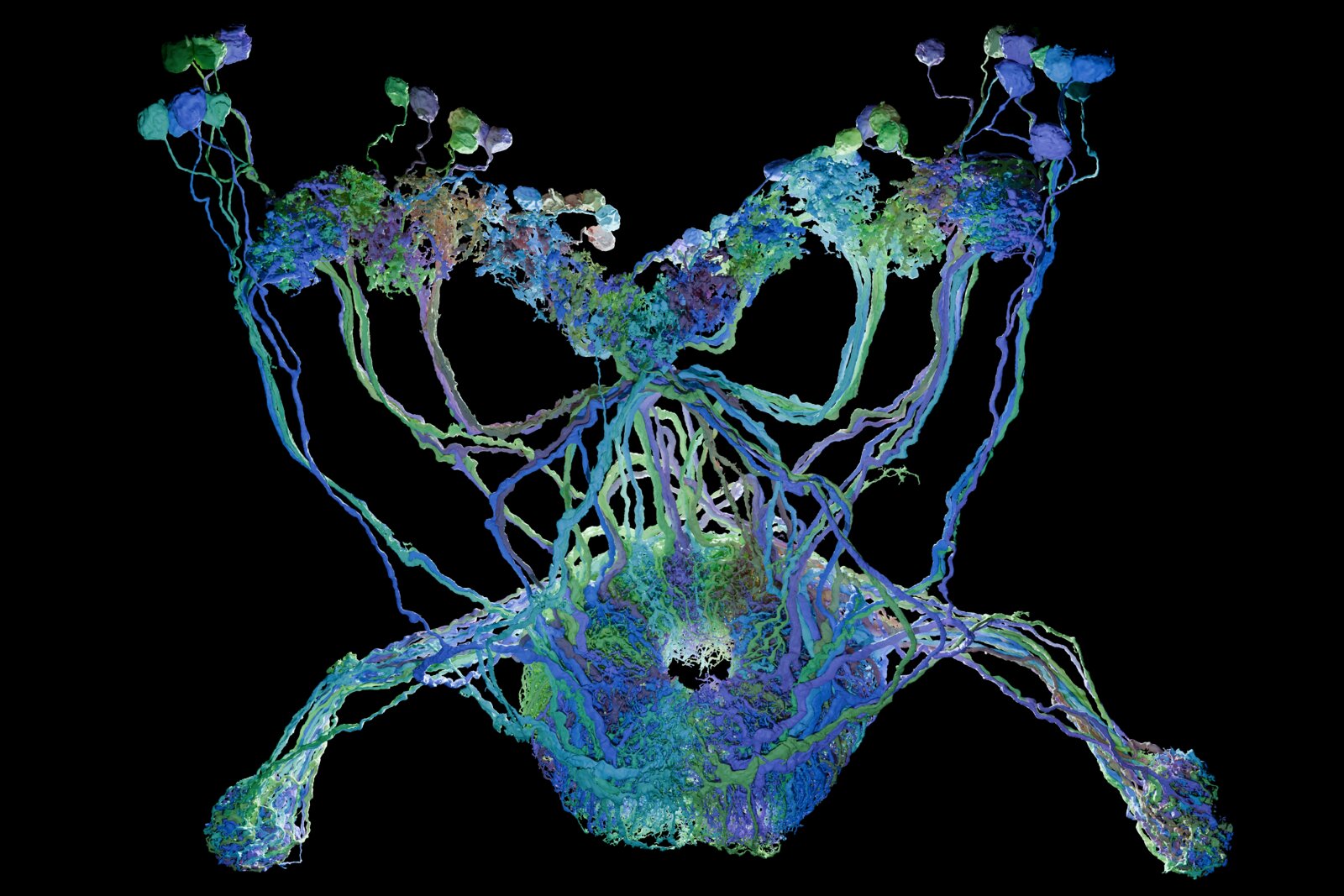 Blue — Drosophila neuron render