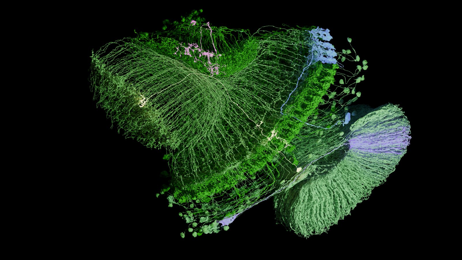 Green — Drosophila neuron render