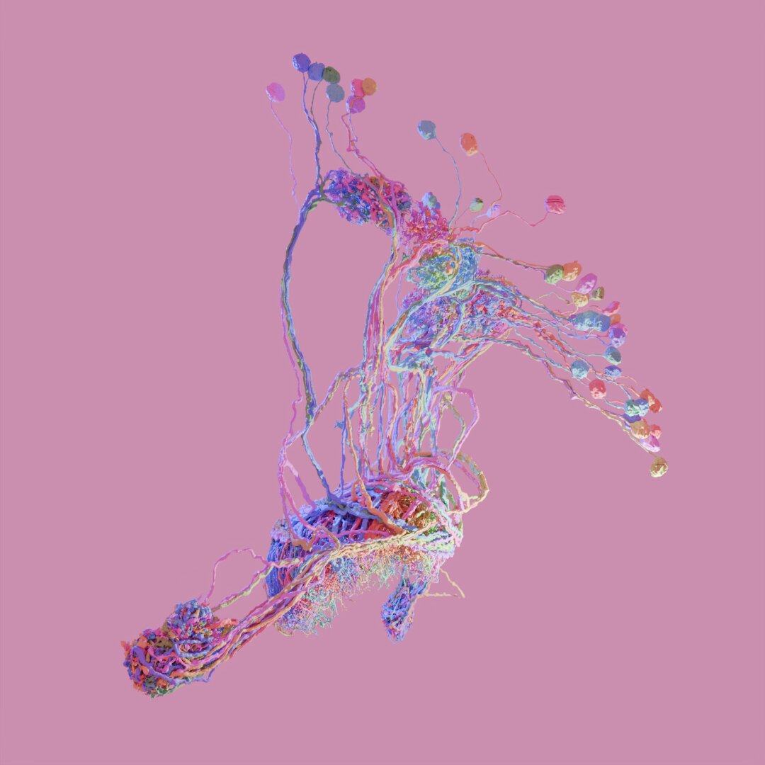 Gum — 3D neuron render