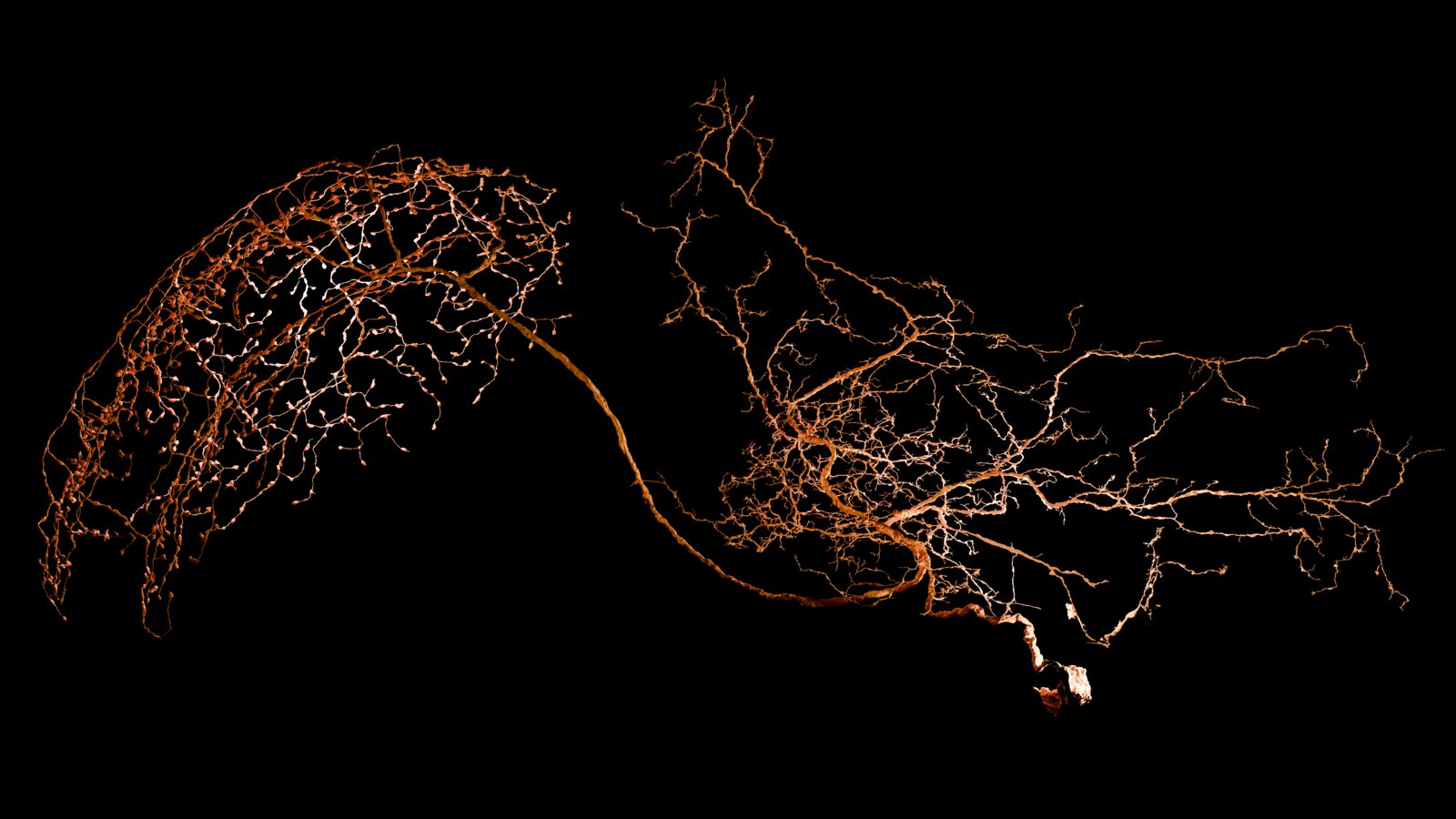 Orange — Drosophila neuron render