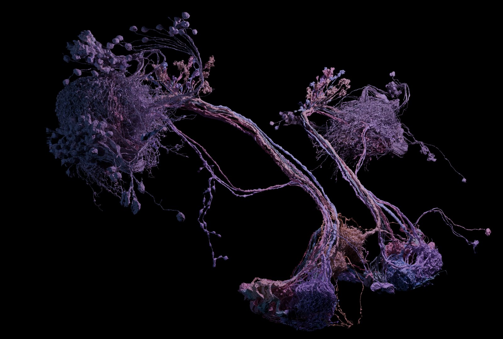 Purple — Drosophila neuron render