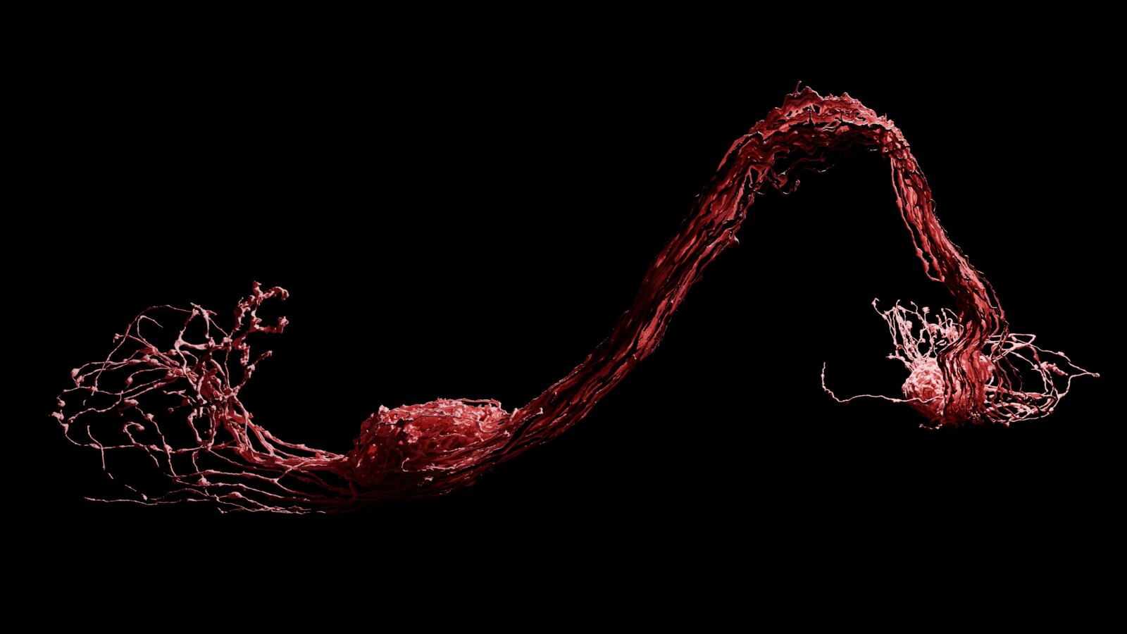 Red — Drosophila neuron render